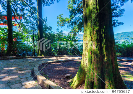 箱根神社鳥居和夏日森林 94765627