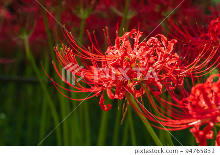Wild Nature Plaza, cluster amaryllis in full bloom <Inazawa City, Aichi Prefecture> 94765831