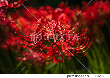 Wild Nature Plaza, cluster amaryllis in full bloom <Inazawa City, Aichi Prefecture> 94765835