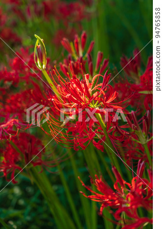 野生自然廣場,盛開的孤挺花叢<愛知縣稻澤市> 野生自然廣場,盛開的孤挺花叢<愛知縣稻澤市> 94765858