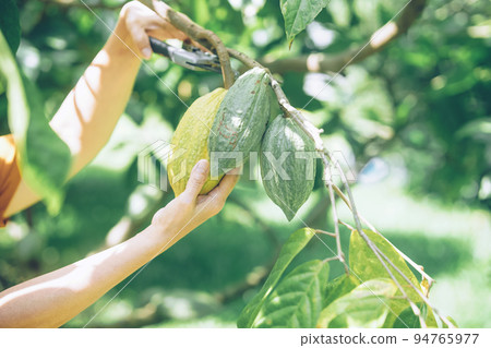 farmer harvest cacao bean fruit cocoa pod from tree 94765977