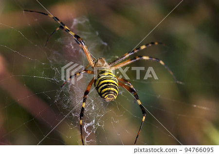 Tiger spider Tiger spider 94766095