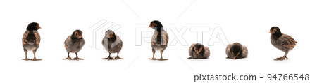 Isolated Cute black brown baby Appenzeller Chicks set on the row on white clear background studio light. Isolated Cute black brown baby Appenzeller Chicks set on the row on white clear background studio light. 94766548