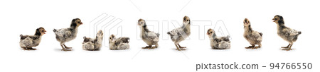 9 Isolated Cute white gray baby Appenzeller Chicken set on the row on white clear background studio light. 9 Isolated Cute white gray baby Appenzeller Chicken set on the row on white clear background studio light. 94766550