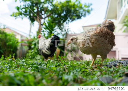 Salmon colour Wyandotte Chicken on the grass field. 94766601