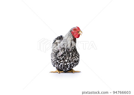 isolated white Wyandotte Chicken on studio light with the clear white background. isolated white Wyandotte Chicken on studio light with the clear white background. 94766603