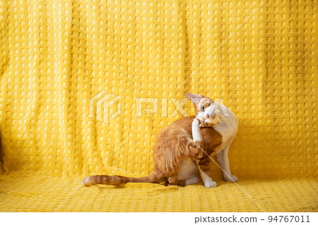 Funny Red Ginger Devon Rex Cat Scratches Head On Plaid. Short-haired Cat Of English Breed On Yellow Plaid Background. Shorthair Pet Funny Red Ginger Devon Rex Cat Scratches Head On Plaid. Short-haired Cat Of English Breed On Yellow Plaid Background. Shorthair Pet 94767011