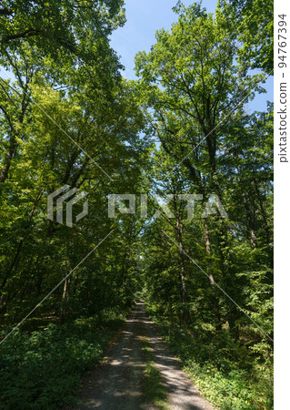 View into a dense deciduous forest in a wooded area in the Palatinate Forest in southern Germany 94767394