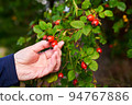 A woman's hand harvests red rose hips from a bush with green leaves on an autumn day. 94767886
