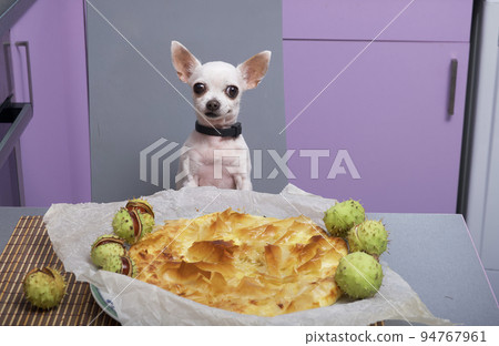 A small white chihuahua dog eats a hot freshly baked pie in a cozy home kitchen looking directly at the camera with a smile, and spiky green chestnuts lie around the dish, creating an autumn mood. 94767961