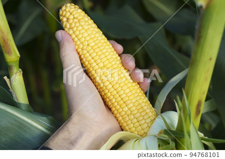Corn in the field. Agricultural farm field with corn harvest in summer and autumn. Agriculture, cultivation, growth, vegetables concept. Corn in the field. Agricultural farm field with corn harvest in summer and autumn. Agriculture, cultivation, growth, vegetables concept. 94768101