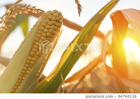 Corn in the field. Agricultural farm field with corn harvest in summer and autumn. Agriculture, cultivation, growth, vegetables concept. Corn in the field. Agricultural farm field with corn harvest in summer and autumn. Agriculture, cultivation, growth, vegetables concept. 94768116