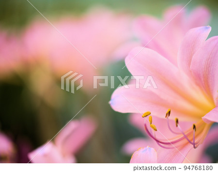 八月盛開的夏季水仙花 八月盛開的夏季水仙花 94768180