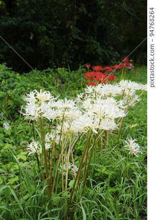 白色簇狀孤挺花 白色簇狀孤挺花 94768264