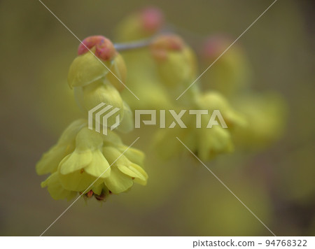 土佐水木三月開花 土佐水木三月開花 94768322