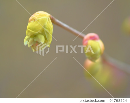 土佐水木三月開花 土佐水木三月開花 94768324