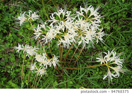 White cluster amaryllis White cluster amaryllis 94768375