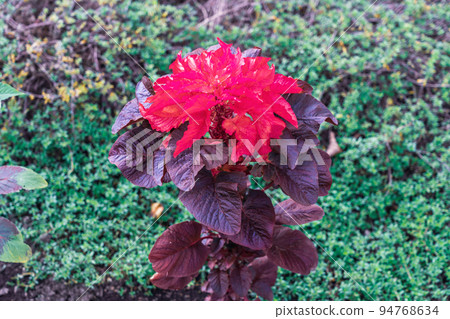 Hageito autumn flower bed Hageito autumn flower bed 94768634