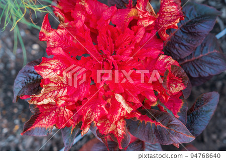 Hageito autumn flower bed Hageito autumn flower bed 94768640