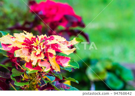 Hageito autumn flower bed Hageito autumn flower bed 94768642
