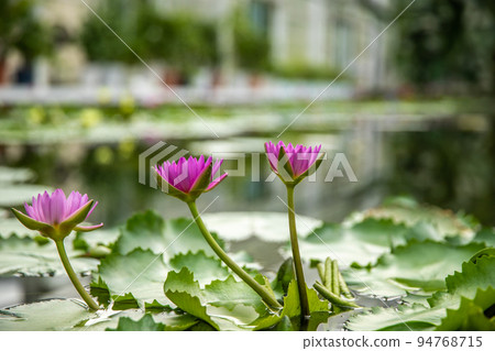 海地獄睡蓮花 海地獄睡蓮花 94768715