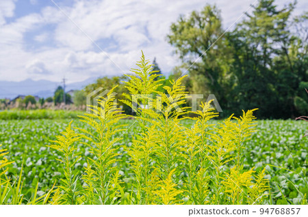 Solidago canadensis blooming in autumn 94768857