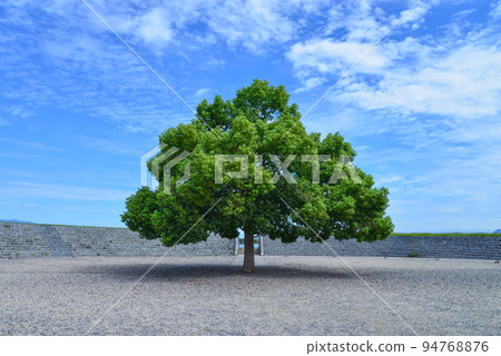 A big green tree under the blue sky 94768876