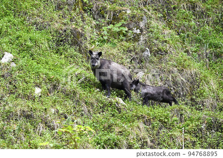 日本血統 94768895