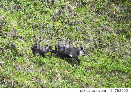 日本血統 94768900