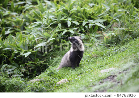 Raccoon dog Raccoon dog 94768920