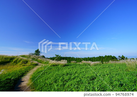 Japanese pampas grass and bamboo fields in Katsuragi Kogen 94768974