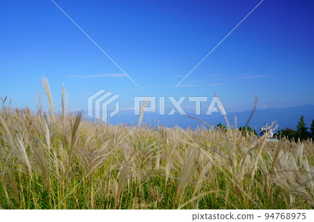 Field of pampas grass in Katsuragi Plateau 94768975