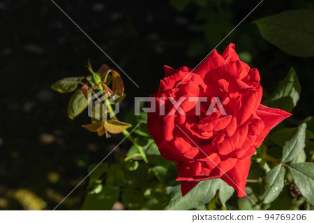 Close-up of beautiful red rose in the garden Close-up of beautiful red rose in the garden 94769206
