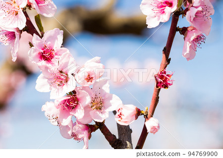 blossoming peach flowers in the garden in spring 94769900