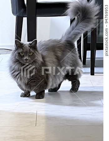 端莊的芒奇金 94769953