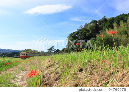 小湊鐵道“秋天的里山風景與盛開的簇狀孤挺花” 小湊鐵道“秋天的里山風景與盛開的簇狀孤挺花” 94769976
