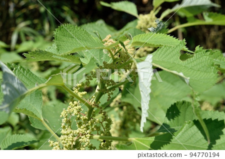 庫什花 庫什花 94770194