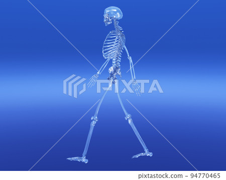Human skeleton bone skeleton CG human body 94770465