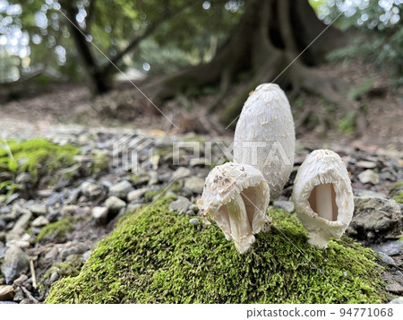 unidentified white dome-shaped mushroom unidentified white dome-shaped mushroom 94771068
