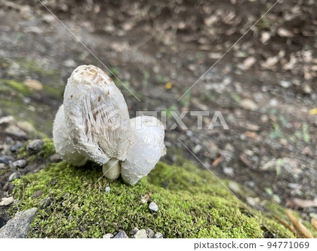 unidentified white dome-shaped mushroom unidentified white dome-shaped mushroom 94771069