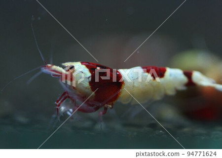Red Bee Shrimp Red and White Hinomaru Red Bee Shrimp Red and White Hinomaru 94771624