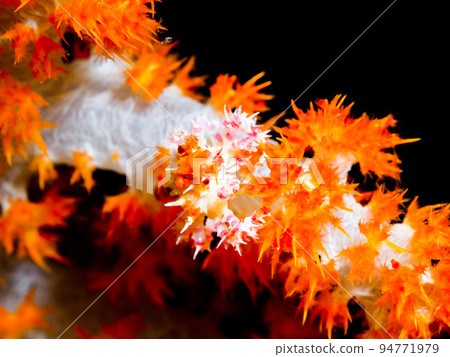 Isocompace豌豆 94771979