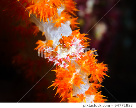 Isocompace豌豆 94771982