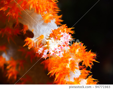 Isocompace豌豆 94771983