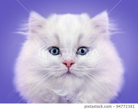 Close-up portrait of white fluffy kitten on gray Close-up portrait of white fluffy kitten on gray 94772381