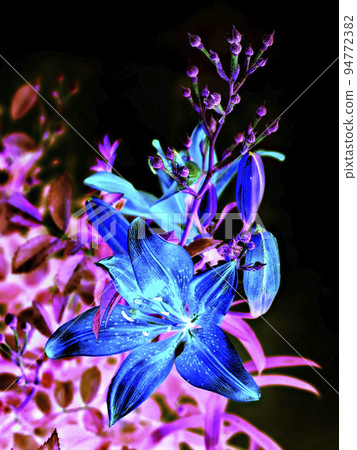 ultramarine color lily flower on black background closeup ultramarine color lily flower on black background closeup 94772382