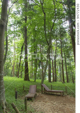 A bench for forest bathing in the forest A bench for forest bathing in the forest 94772430
