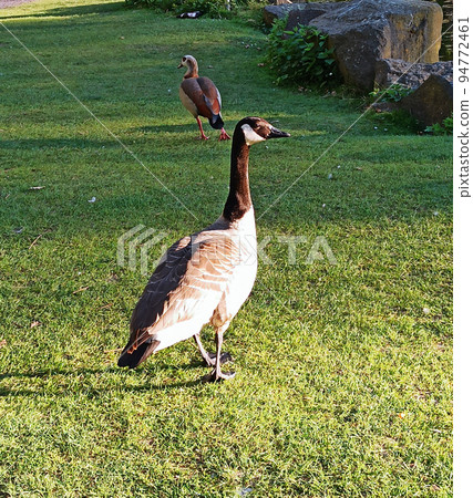 Wild gray goose walks in the city park Wild gray goose walks in the city park 94772461