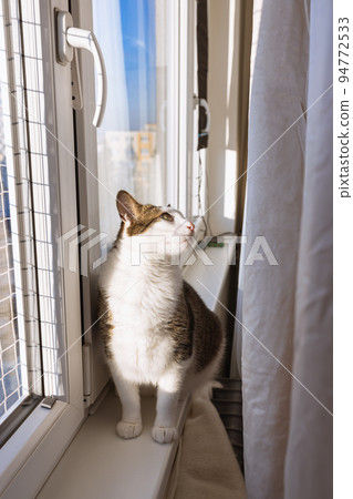 Fat cat sitting on sill behind curtain, window with safety net for cats. Sunny weather, blue sky. Soft focus 94772533