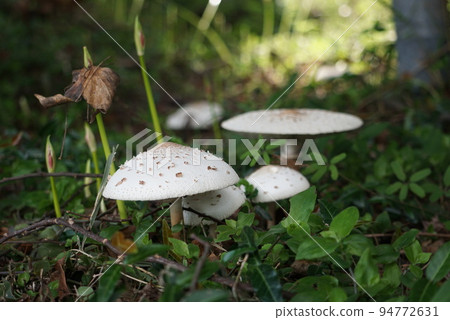 在簇孤挺花開花之前 在簇孤挺花開花之前 94772631